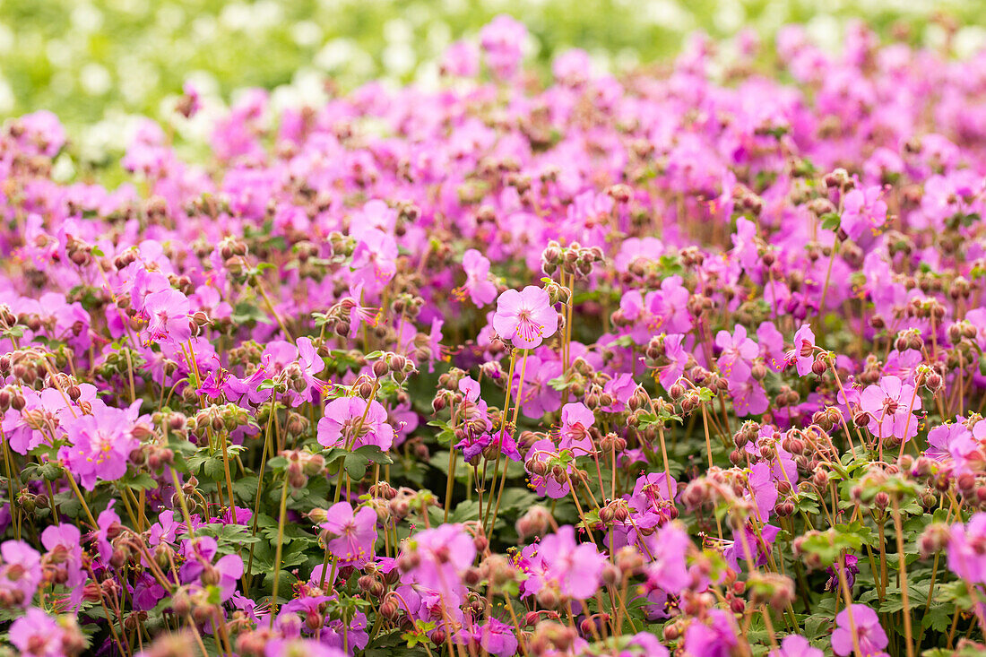 Geranium macrorrhizum 'Bevan'