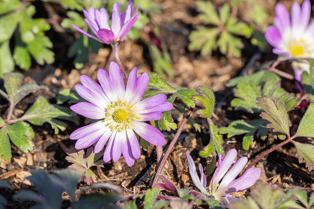 Anemone blanda 'Charmer'