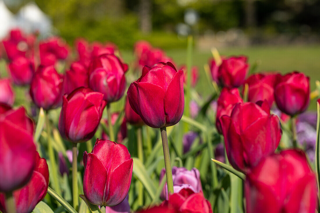 Tulipa 'Braveheart'