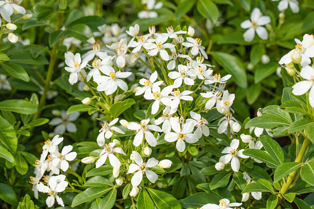 Choisya ternata