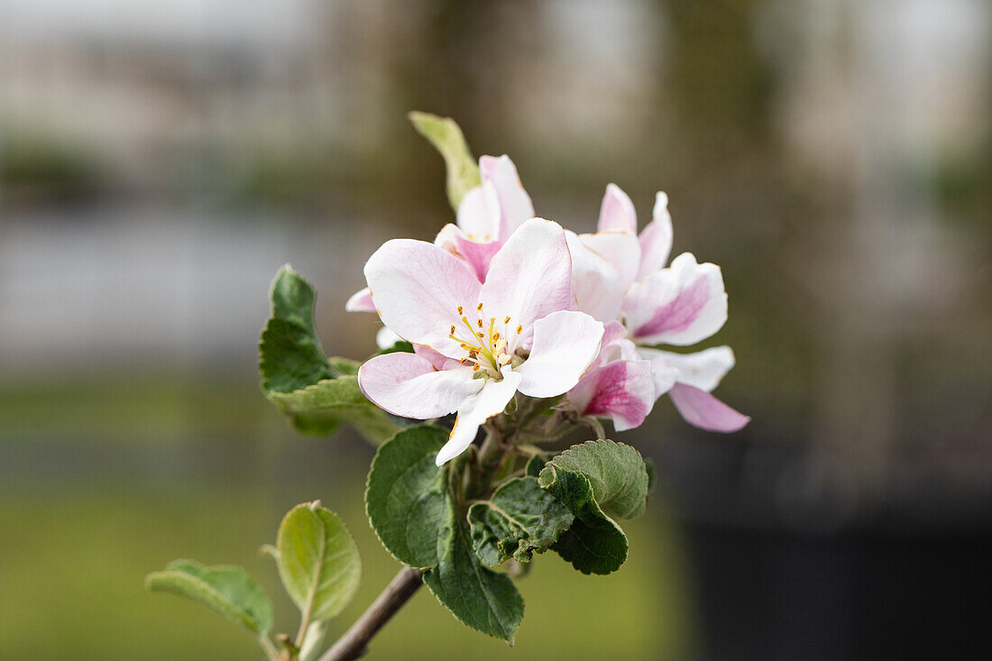 Malus domestica 'Ecolette'(s)