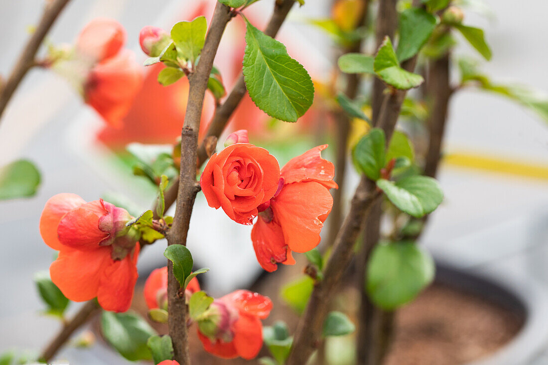 Chaenomeles speciosa 'Orange Storm'