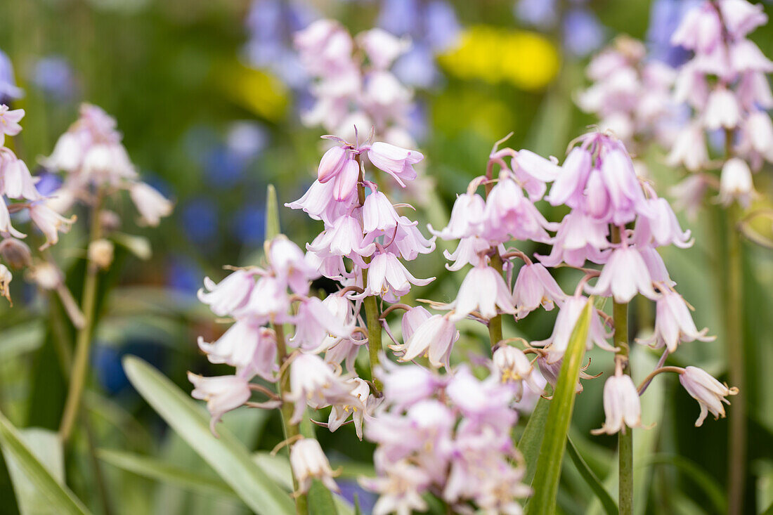 Hyacinthoides hispanica 'Rose Queen'