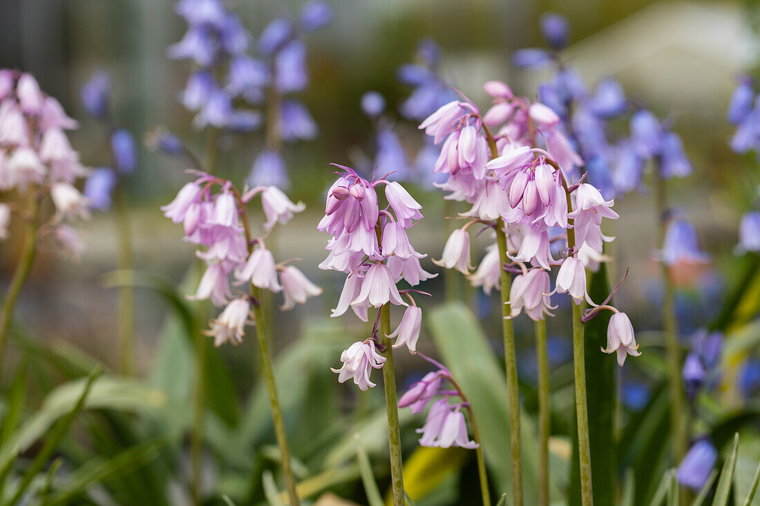 Hyacinthoides hispanica 'Rose Queen'