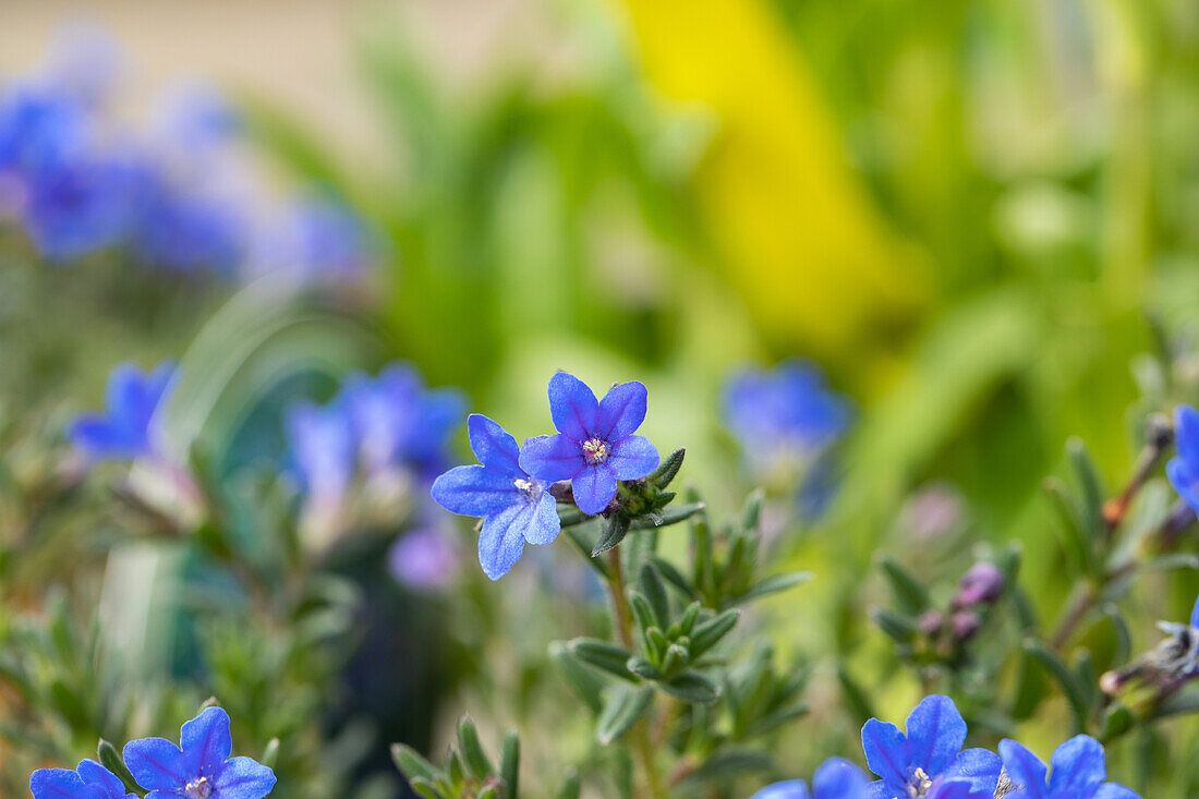 Lithodora diffusa 'Heavenly Blue'