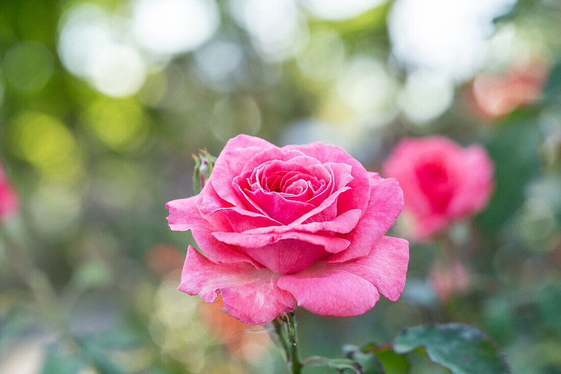 Rosa 'Marion'