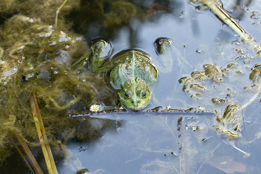 Frog in the pond