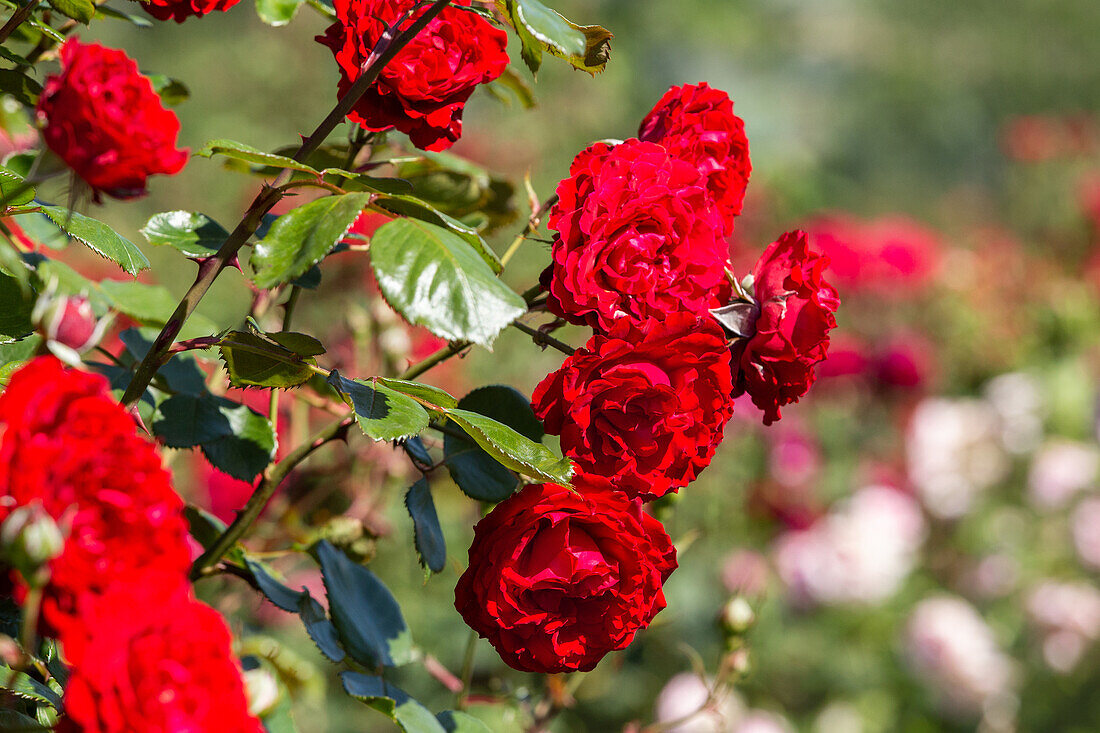 Rosa 'Joseph Kübler'