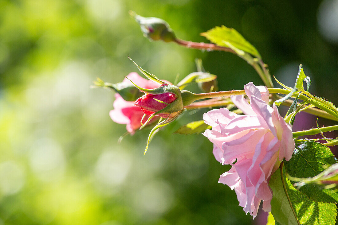 Rosa 'Rosario'