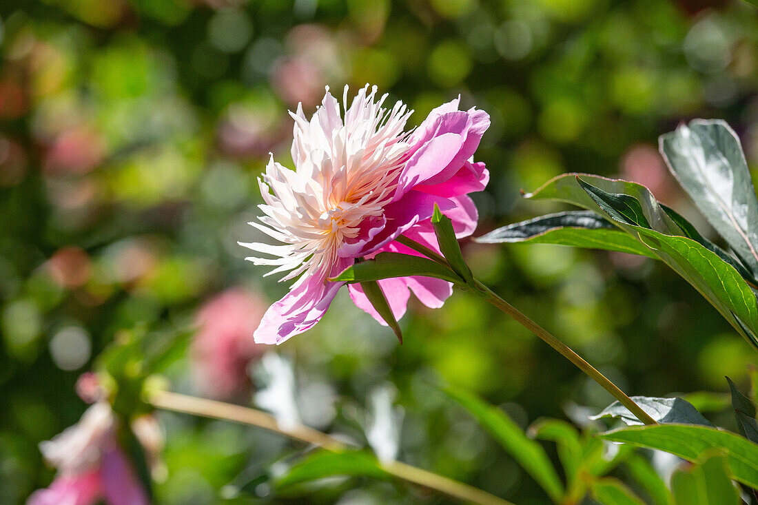 Paeonia