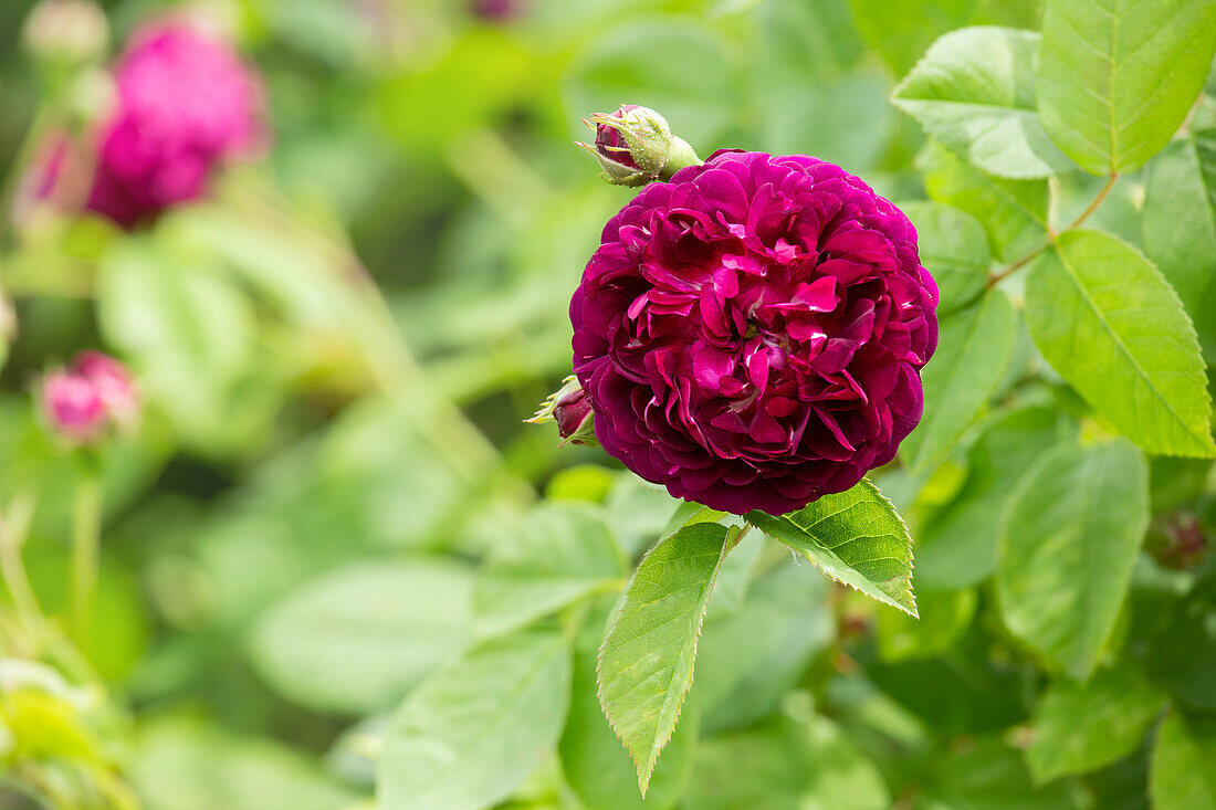 Rosa gallica 'Superbe en Brun'
