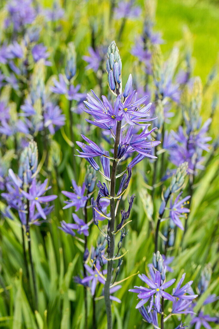 Camassia leichtlinii 'Caerulea'