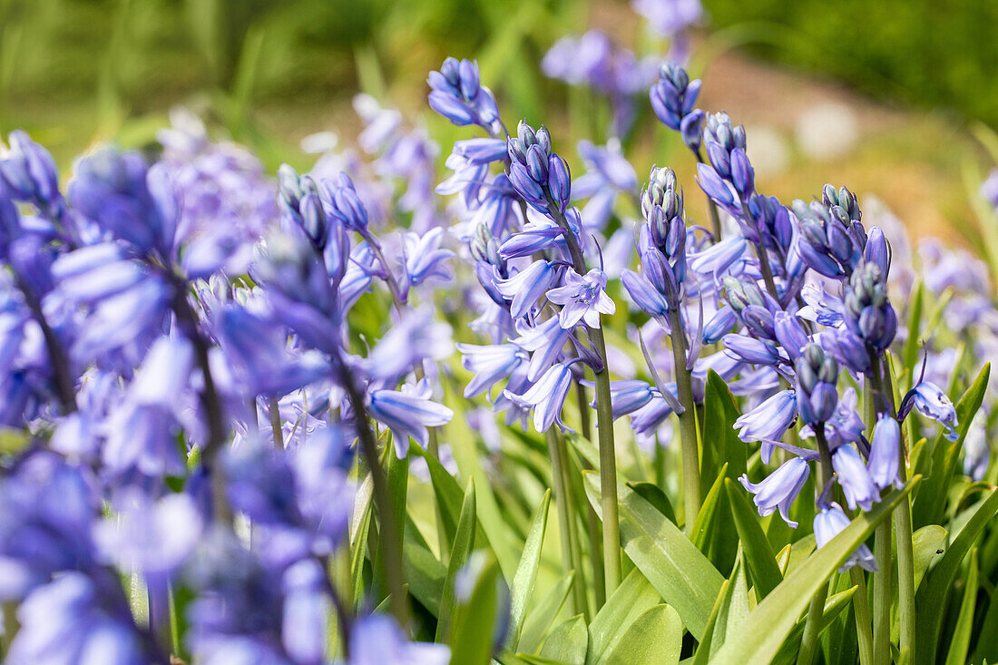 Hyacinthoides hispanica, blau