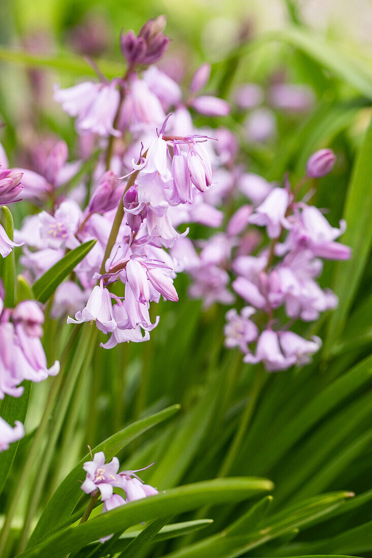 Hyacinthoides hispanica, rosa