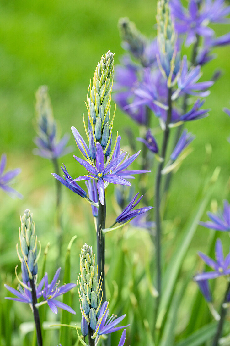 Camassia leichtlinii