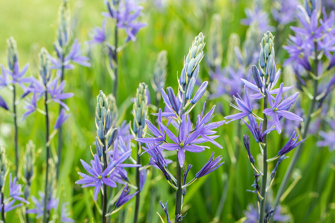 Camassia leichtlinii 