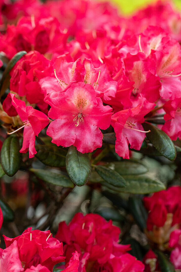 Rhododendron yakushimanum 'Priscilla'