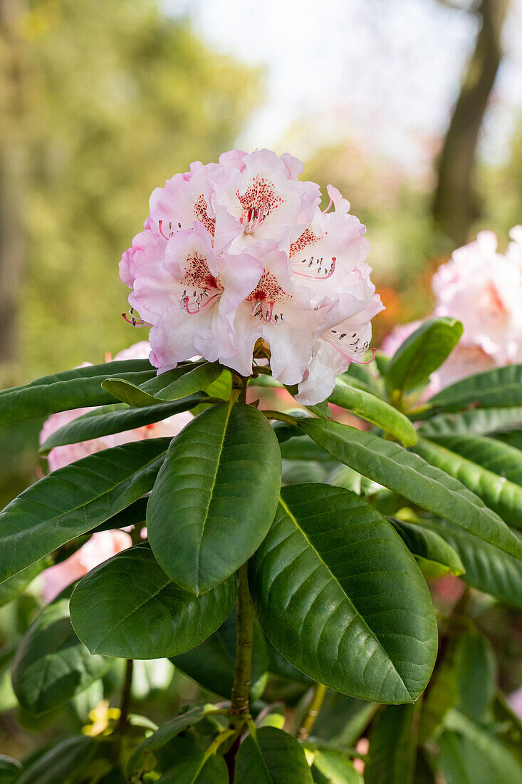 Rhododendron 'Simona'