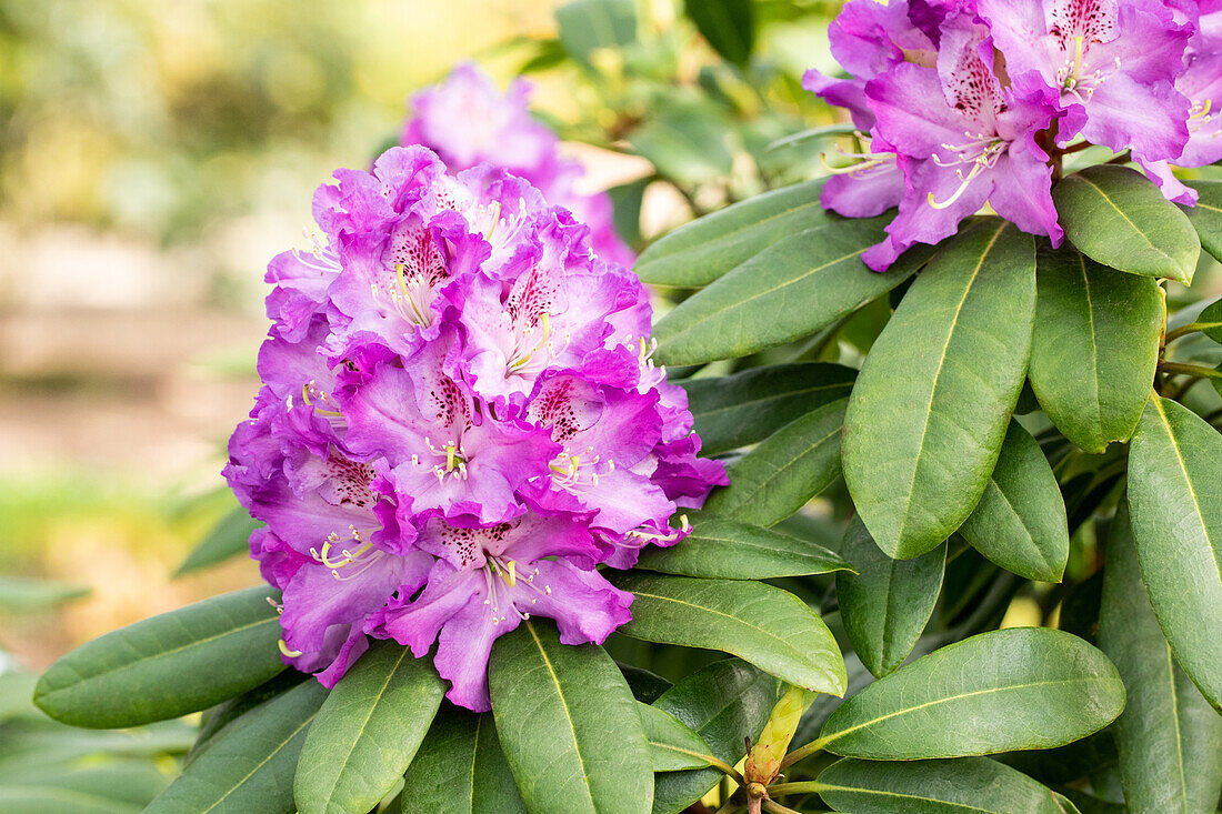 Rhododendron 'Peter van Noordt'
