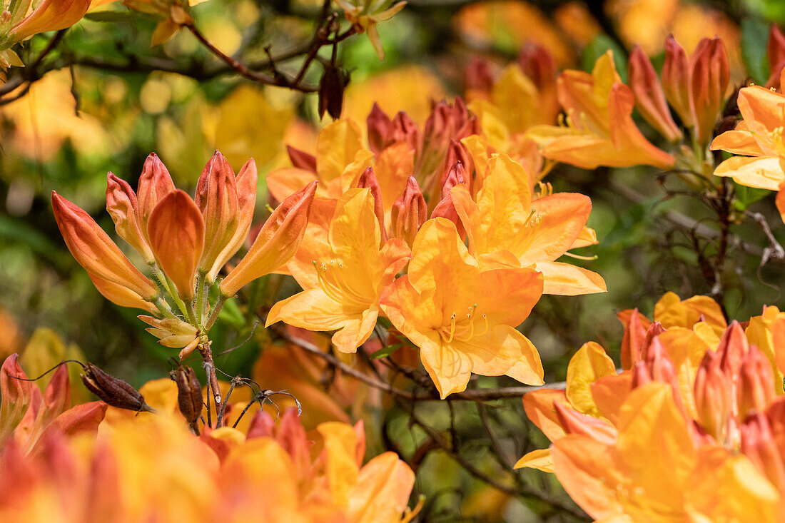 Rhododendron molle 'C. Maarschalk'