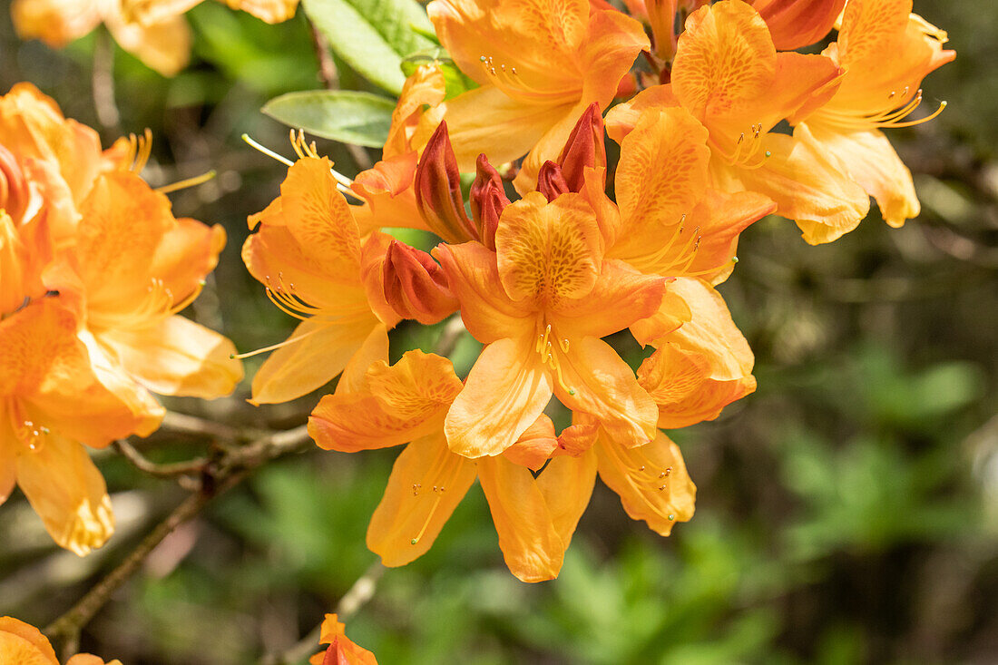 Rhododendron molle 'Christopher Wren'