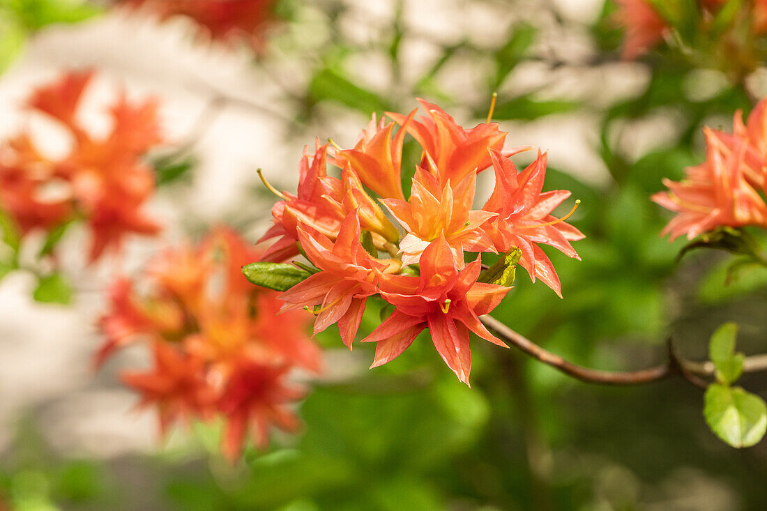 Rhododendron rustica 'Freya'