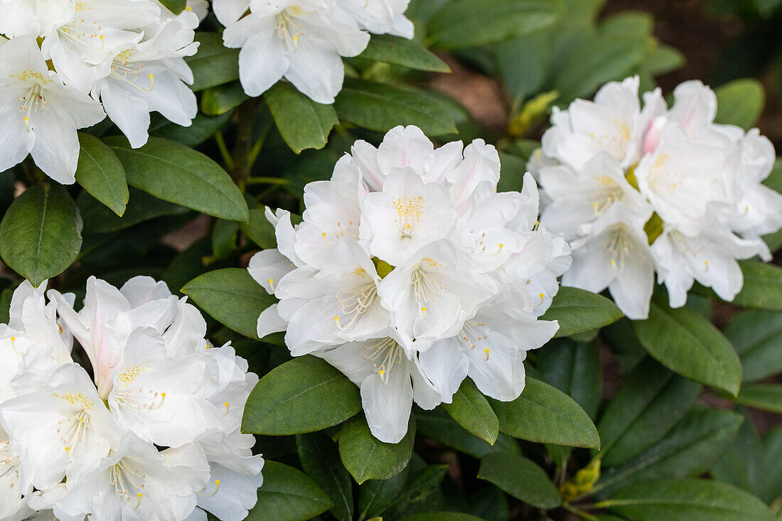 Rhododendron yakushimanum 'Snow Crystal'