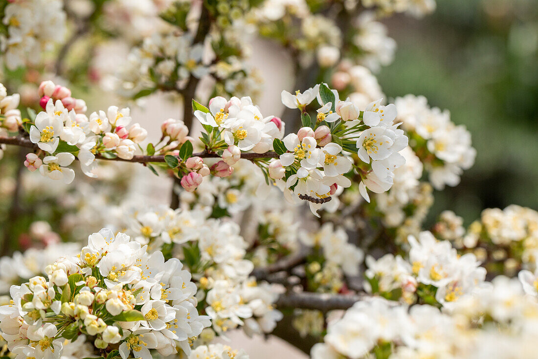 Malus sargentii 'Tina'