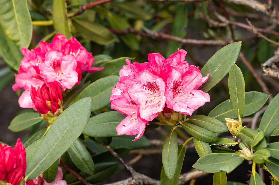 Rhododendron yakushimanum 'Sneezy'