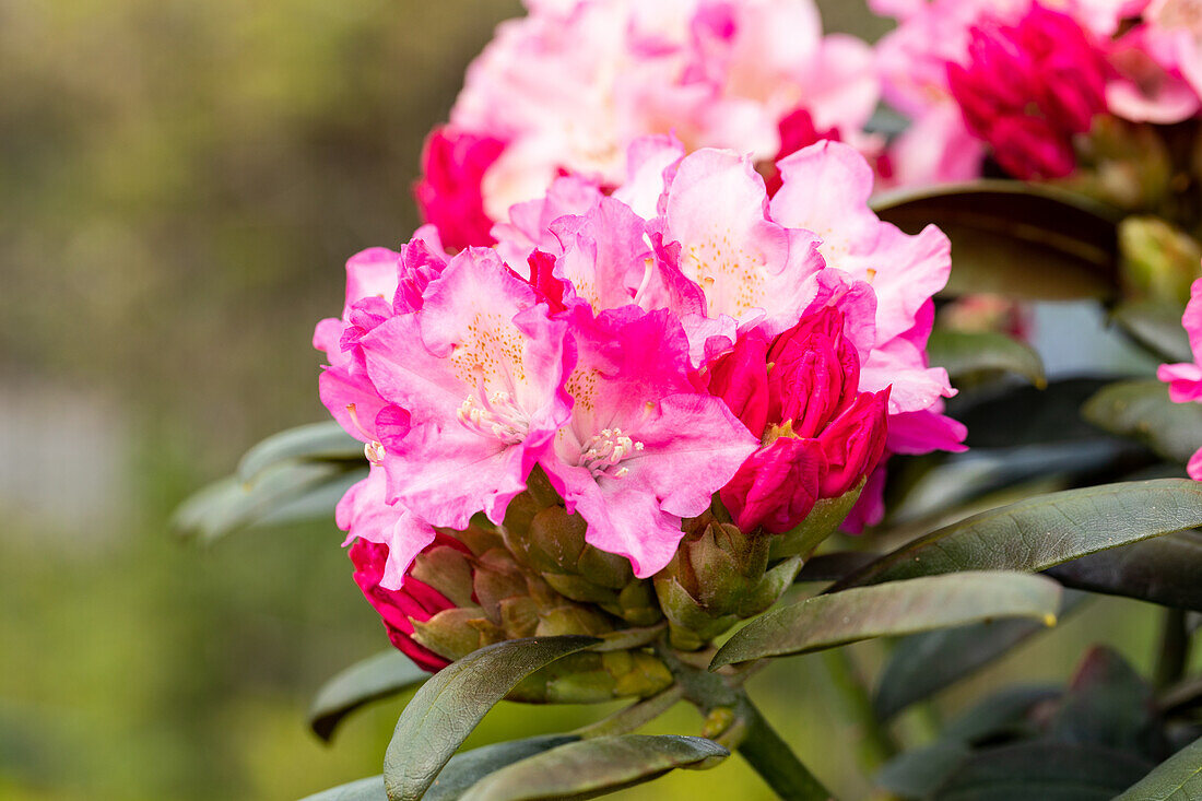 Rhododendron yakushimanum 'Kalinka'