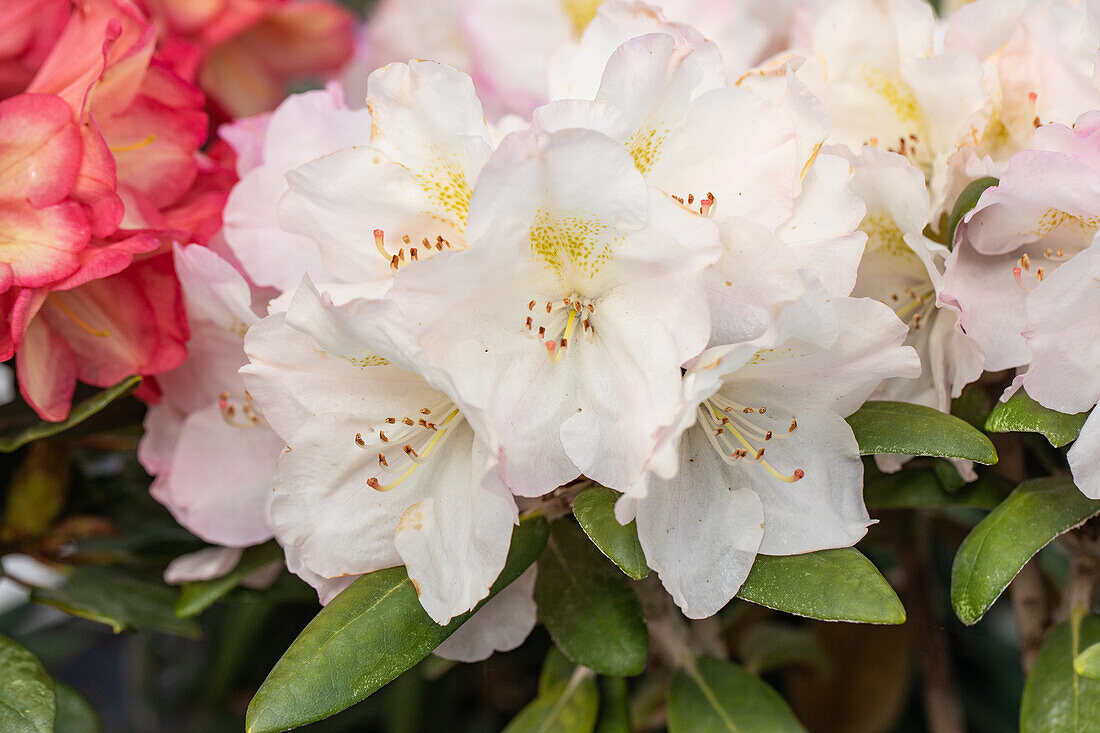 Rhododendron yakushimanum 'Ken Janeck'