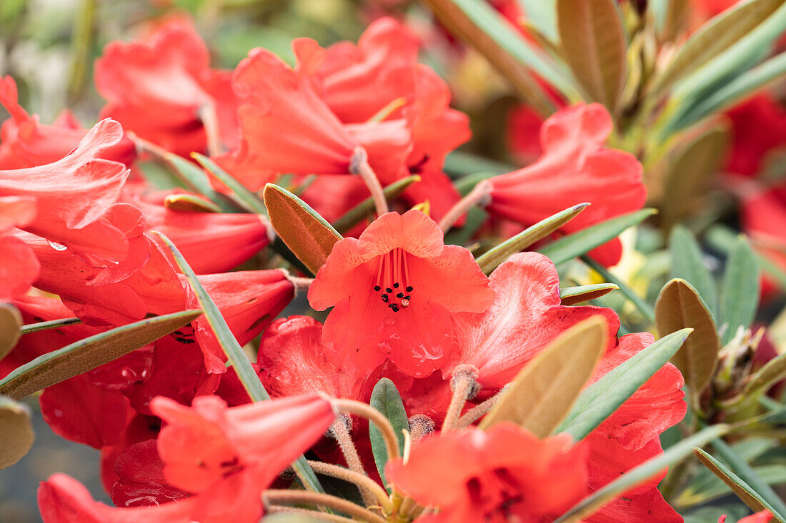 Rhododendron yakushimanum 'May Day'