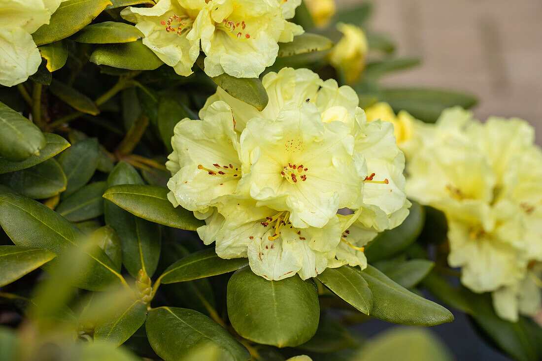 Rhododendron yakushimanum 'Lucinda'