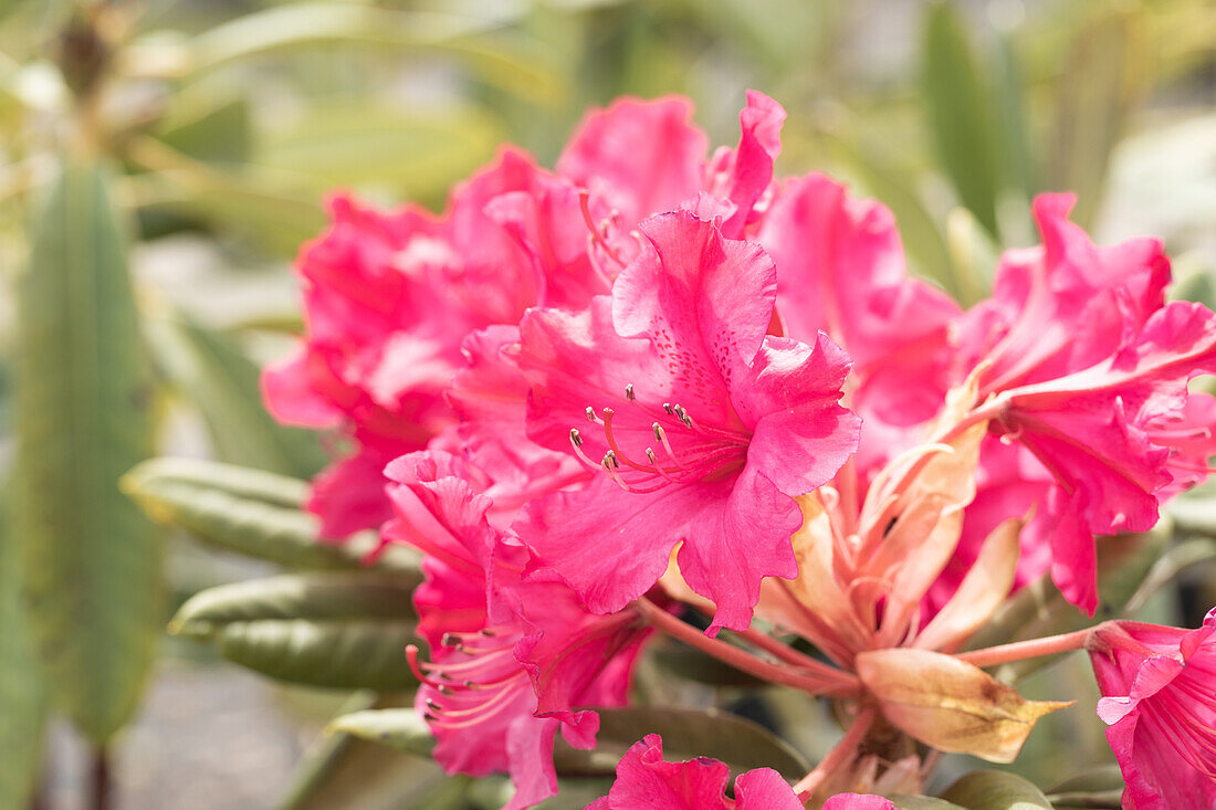 Rhododendron smirnowii 'Weinlese'