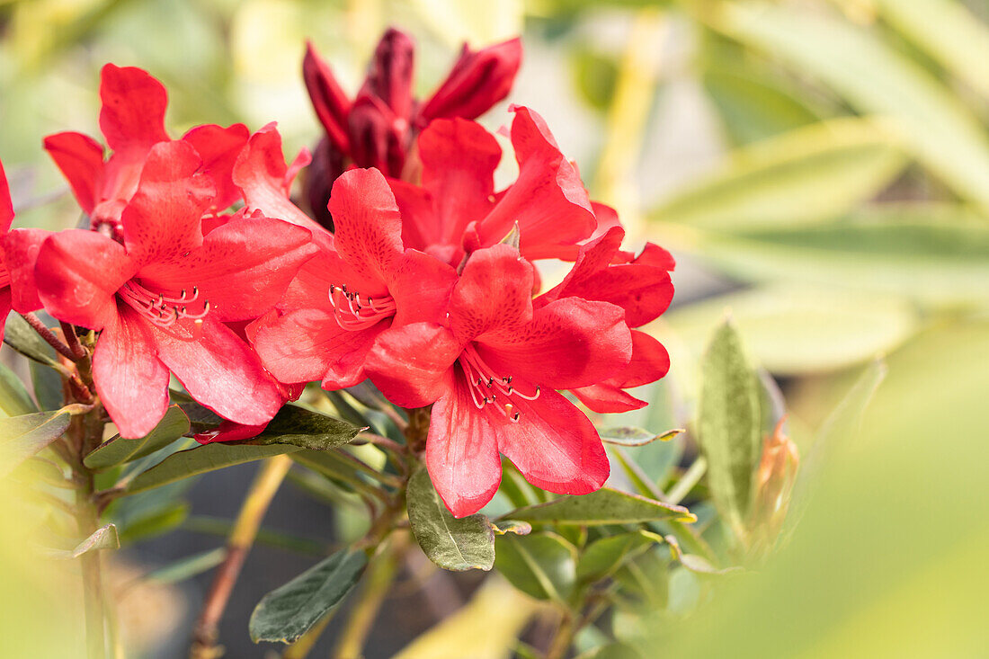 Rhododendron 'Manderley'