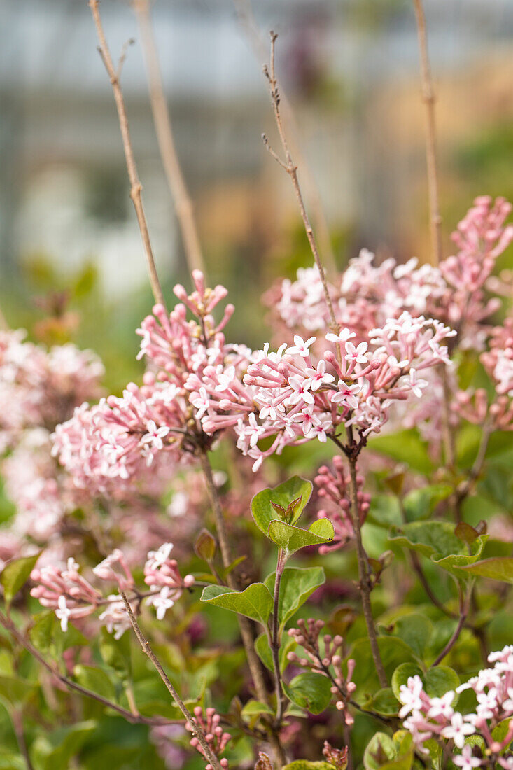 Syringa 'Bloomerang® Pink Perfume'(s)