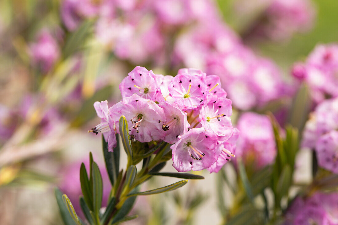 Kalmia polifolia