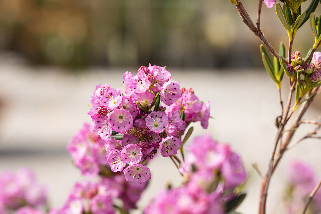 Kalmia polifolia