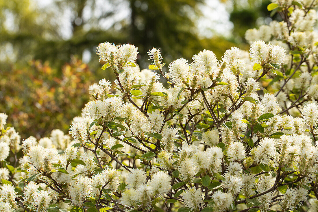 Fothergilla major