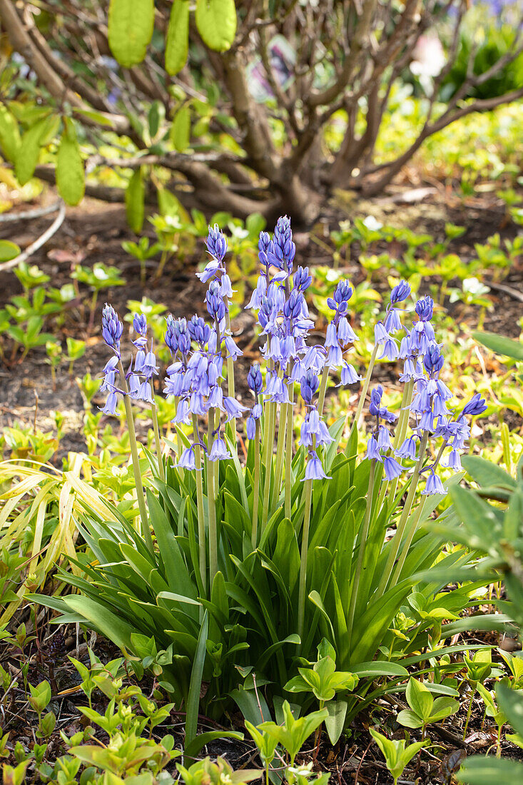 Hyacinthoides hispanica 'Excelsior'