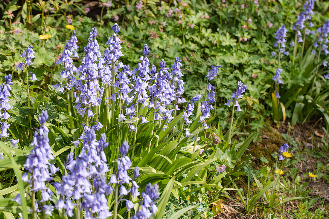 Hyacinthoides hispanica 'Excelsior'