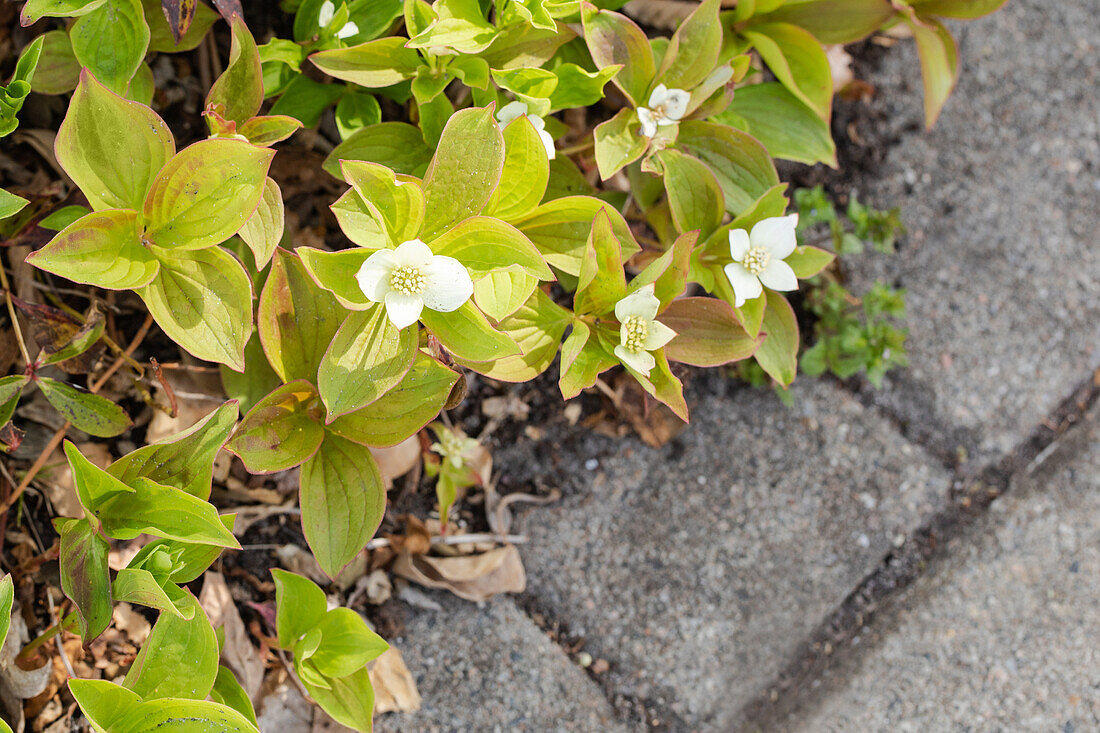 Cornus canadensis