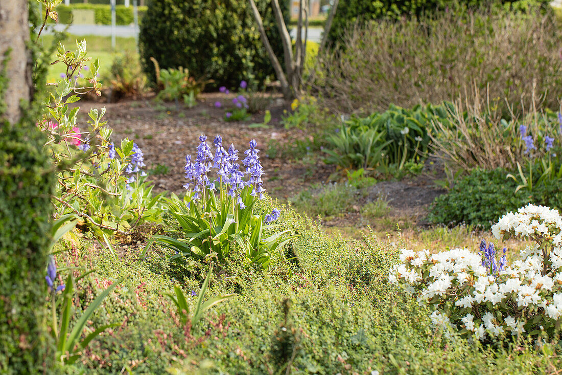 Hyacinthoides hispanica 'Excelsior'