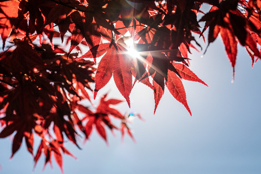 Acer palmatum 'Atropurpureum'