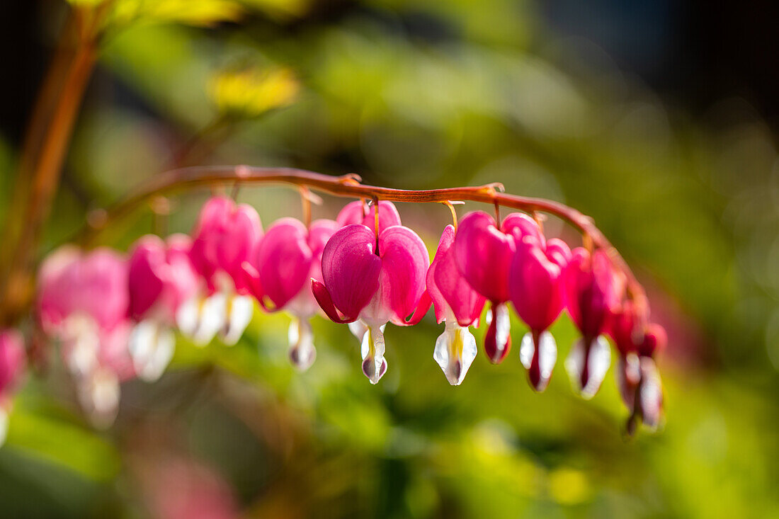 Dicentra spectabilis