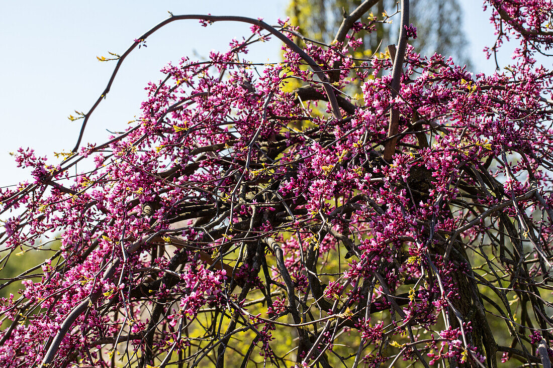 Cercis canadensis 'Lavender Twist'®