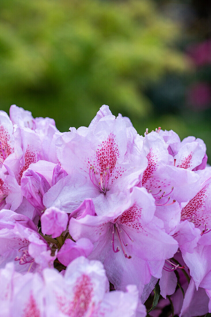 Rhododendron, pink