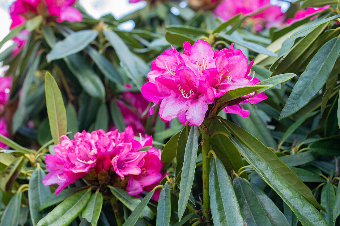 Rhododendron Hybride (großblumig)