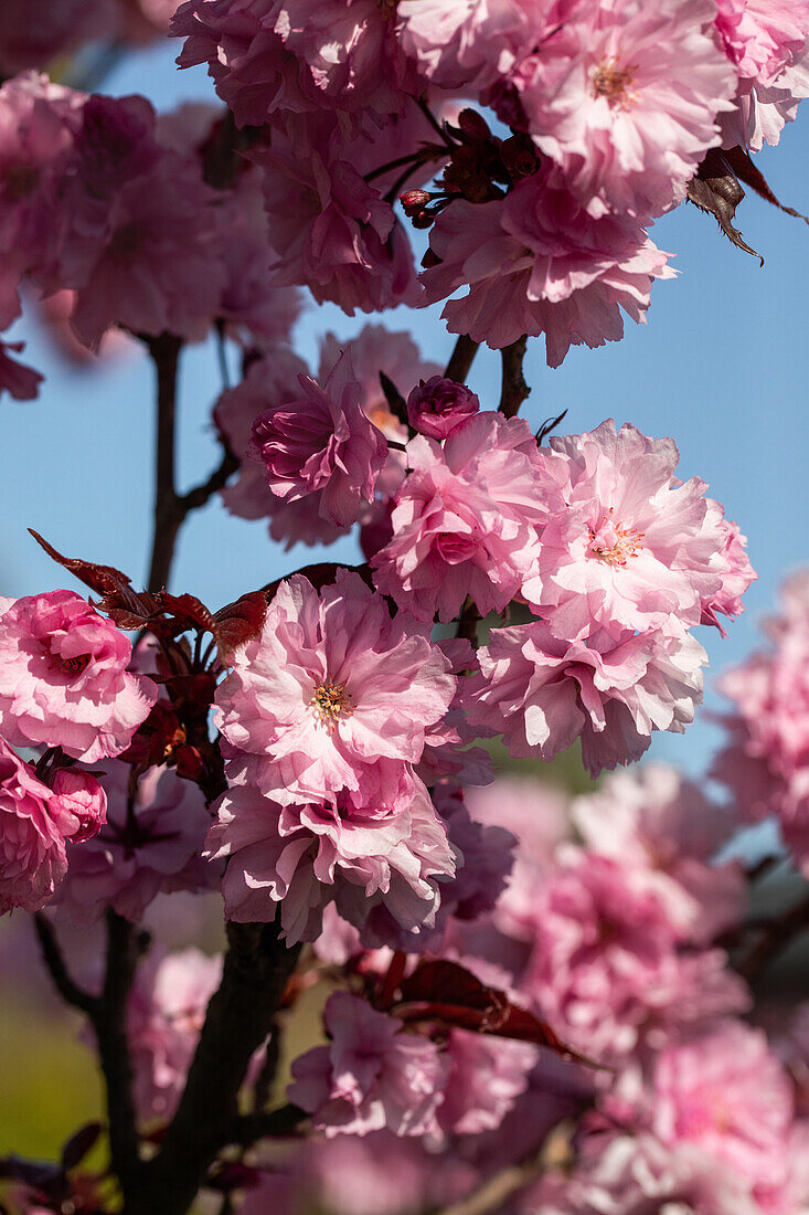 Prunus serrulata 'Royal Burgundy'®