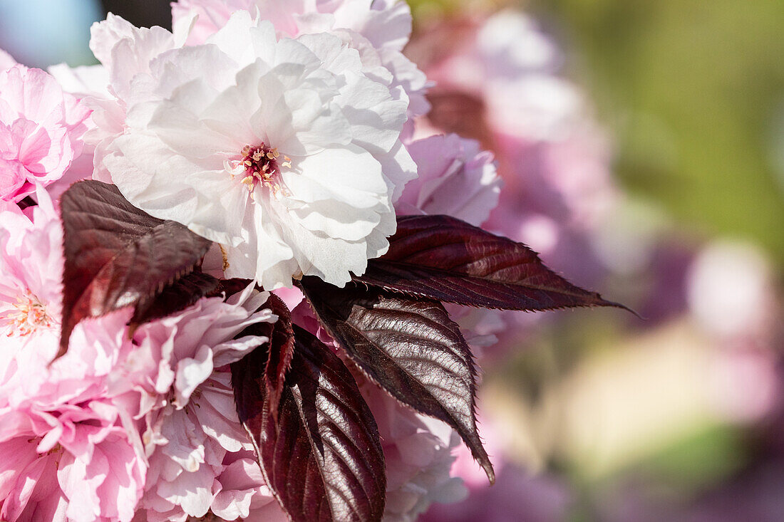 Prunus serrulata 'Royal Burgundy'®